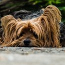 루루 반려견 이미지