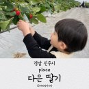 (경남 진주시) 아이랑 딸기체험 다은딸기 다녀온 후기