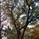 거제옥산숲 이미지