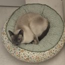 마이캣 | 마이캣페어 2026 첫날 다녀온 후기