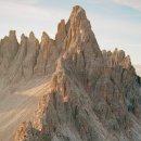 Beauty in Dog's 이미지