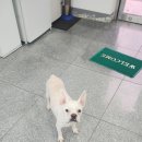 익산대로 노트펫