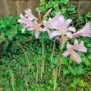 꿈의 정원 이미지