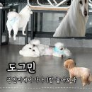 도그민 이미지