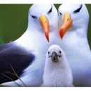 알바트로스 이미지