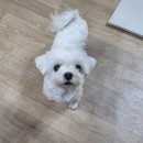 멍냥프라이 이미지