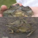 개구리PC 이미지