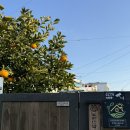 동산민박 | [제주도] 조천 여성전용 별채숙소 ‘노리민박’ 하귤룸 2박 후기