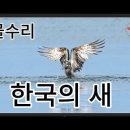 물수리 이미지