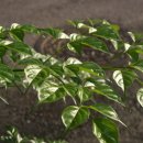 행복나무(Happy 이미지