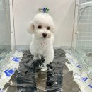 꼼꼼 애견미용실 이미지