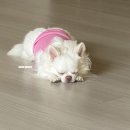 루피독 | Monthly 토리 쵸파 루피 그런데 이제 좀 많이 밀린 1년치 하드털이