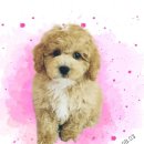 샵돌봄 네이버블로그