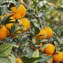 동읍144 | 창원에서도 귤🍊따기 체험 할수 있다!! 감이귤이🍊농장*