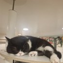 고양이 놀이터 이미지