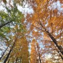 송상현 | 🍁 부산 도심 속 가을 힐링! 송상현광장 산책 후기 ✨