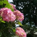 구름송이 이미지