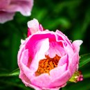peony 이미지