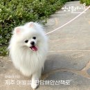 애월더문 | [공지] 강아지 비행기 탑승하고 슝~ 떠나는 제주도 봄여행!