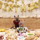 도그 아지트 이미지