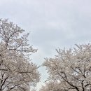 한정보건진료소 | 대구 달창지 벚꽃 개화현황 (3월 31일) 비 온 뒤 지금 상태 솔직후기