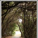선광사 소장 목판분류 등 불경전적 일괄 | [제주이야기] 길을 걸었습니다. -올레5코스중- 큰엉에서 동백군락지까지..