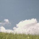 하와이안레시피 이미지