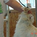 화이트그루밍 이미지