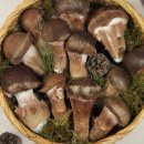 송이농장(1) 이미지