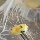 소로3-130 | [청주 성안길 맛집] 더덕무침이 계속 생각나는 '더덕솥뚜껑삼겹살 서문점'