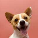 올리스 펫 쌀롱 이미지