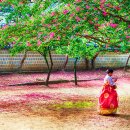 (여행) 7, 8월 만개하는 배롱나무꽃 명소 이미지