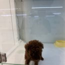 동탄강아지분양 도그데이 이미지