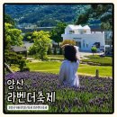 꿀벌사랑 | 양산 라벤더축제 예약,주차 실시간 개화 느티나무의사랑카페 방문후기