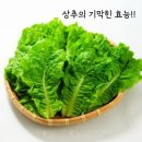 상추(千金菜)의 기막힌 효능 이미지