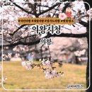 의왕시청 | 의왕시청 벚꽃 개화 실시간 의왕 벚꽃명소 4월 경기도 나들이 아이랑 가볼만한 곳