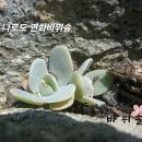 나로도 연화바위솔 이미지