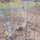 분홍 농장 이미지