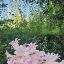 고향의 여름 이미지