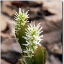 들꽃풍경 이미지