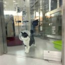 이솜 동물병원 이미지