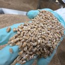 유기농 토종앉은뱅이 통밀가루/ 검은통밀가루 50% 맛보기 이벤트 이미지