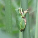 개골농장 이미지