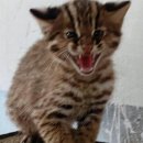 충남야생동물구조센터 이미지