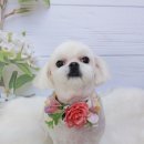 니니 애견 미용실 이미지