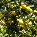 귤림추색 이미지