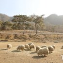 초원목장1 이미지