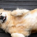 내 강아지 이미지