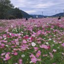 북천꽃단지 이미지