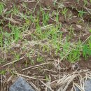 하귤과보리 이미지